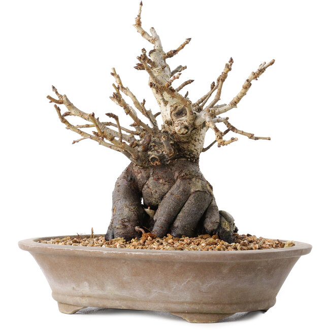 Pourthiaea villosa Decne, 20,5 cm, ± 20 years old