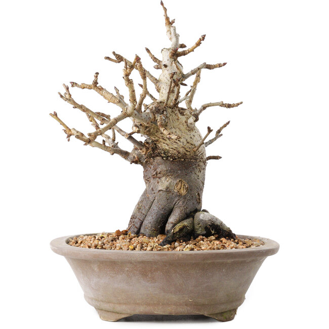 Pourthiaea villosa Decne, 20,5 cm, ± 20 jaar oud