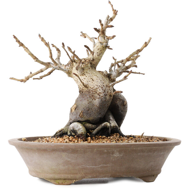 Pourthiaea villosa Decne, 20,5 cm, ± 20 years old