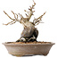 Pourthiaea villosa Decne, 20,5 cm, ± 20 ans