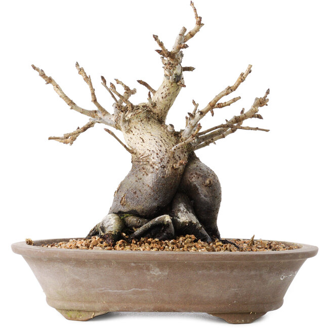 Pourthiaea villosa Decne, 20,5 cm, ± 20 ans