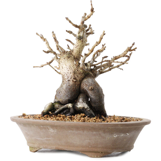 Pourthiaea villosa Decne, 20,5 cm, ± 20 Jahre alt