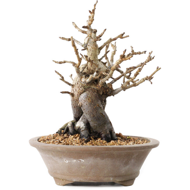 Pourthiaea villosa Decne, 20,5 cm, ± 20 ans