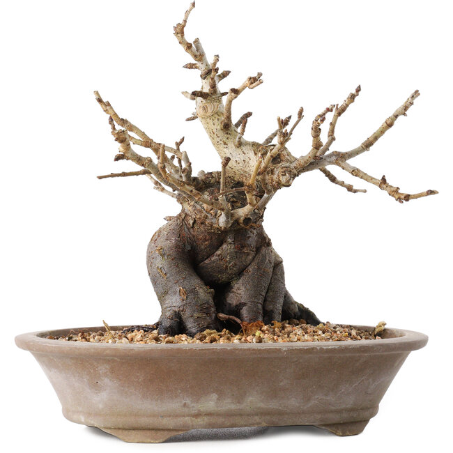 Pourthiaea villosa Decne, 20,5 cm, ± 20 jaar oud