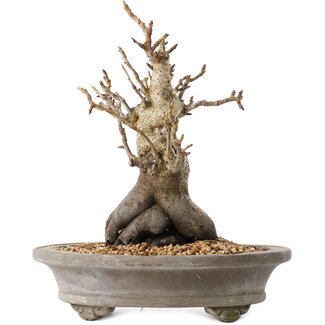 Pourthiaea villosa Decne, 24 cm, ± 20 Jahre alt