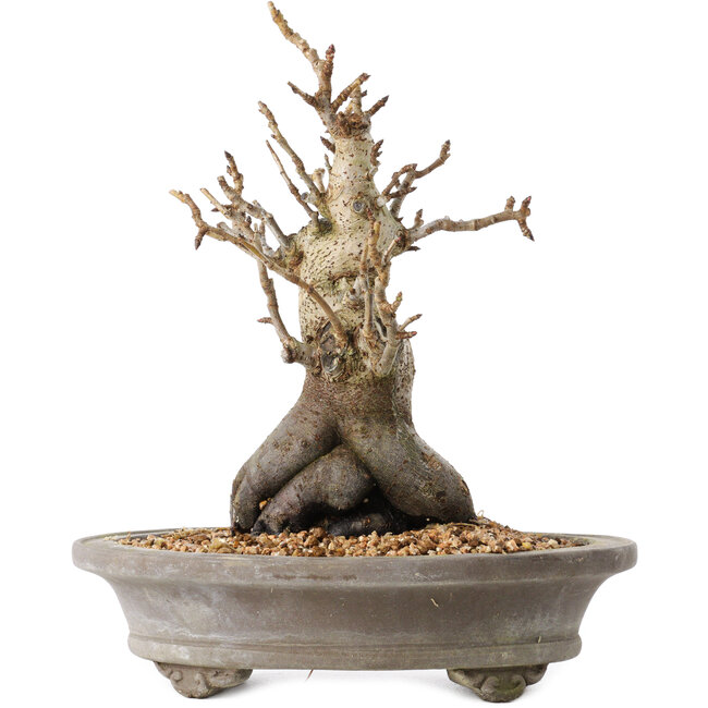 Pourthiaea villosa Decne, 24 cm, ± 20 años