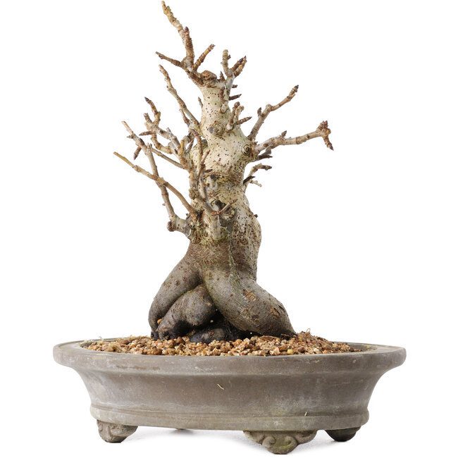 Pourthiaea villosa Decne, 24 cm, ± 20 jaar oud