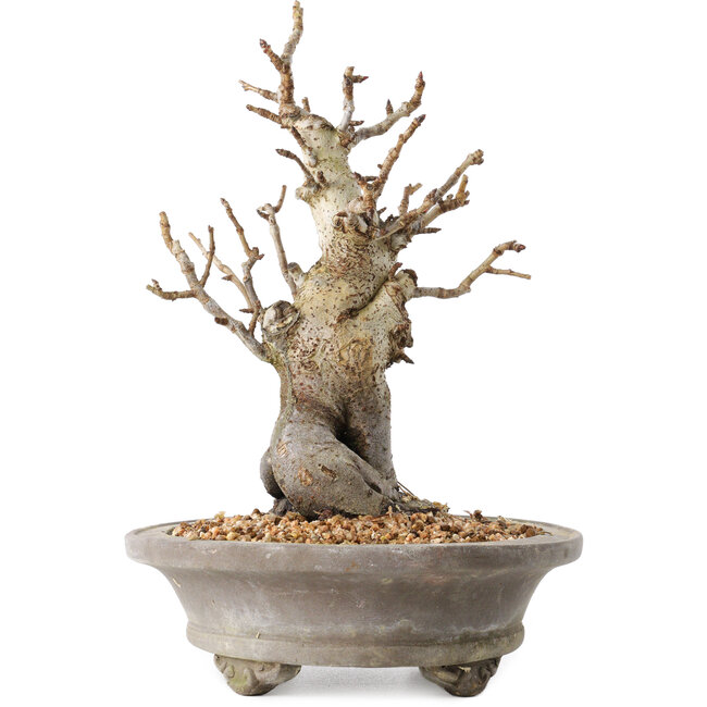 Pourthiaea villosa Decne, 24 cm, ± 20 Jahre alt