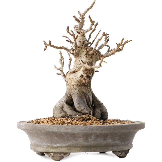 Pourthiaea villosa Decne, 24 cm, ± 20 jaar oud