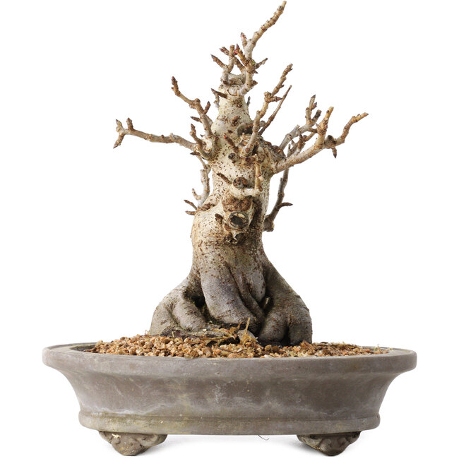 Pourthiaea villosa Decne, 24 cm, ± 20 ans