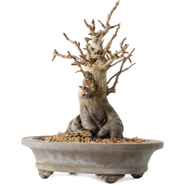 Pourthiaea villosa Decne, 24 cm, ± 20 jaar oud