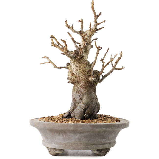 Pourthiaea villosa Decne, 24 cm, ± 20 años