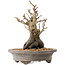 Pourthiaea villosa Decne, 24 cm, ± 20 ans