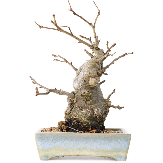 Pourthiaea villosa Decne, 21 cm, ± 20 years old