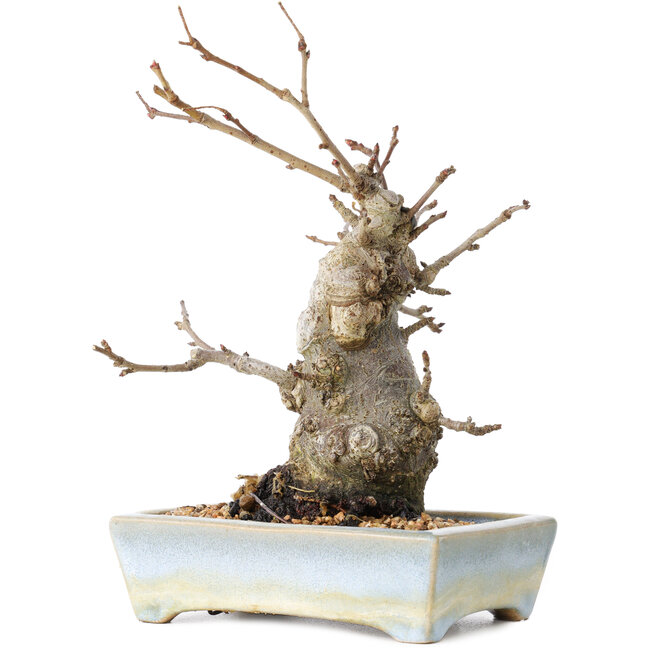 Pourthiaea villosa Decne, 21 cm, ± 20 years old