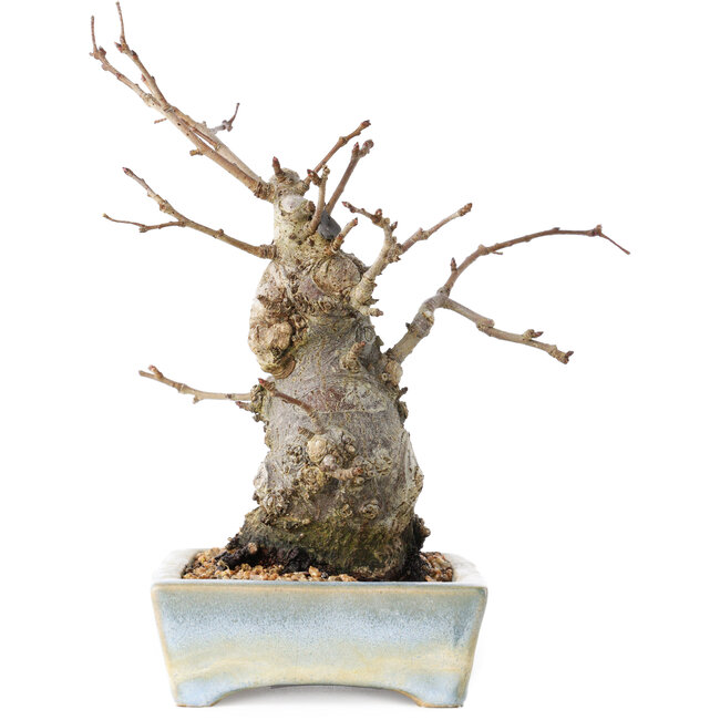 Pourthiaea villosa Decne, 21 cm, ± 20 years old