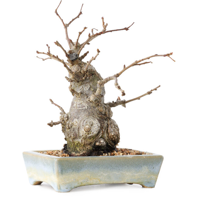 Pourthiaea villosa Decne, 21 cm, ± 20 years old