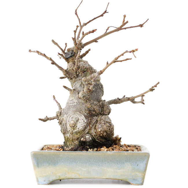 Pourthiaea villosa Decne, 21 cm, ± 20 ans