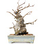 Pourthiaea villosa Decne, 21 cm, ± 20 anni