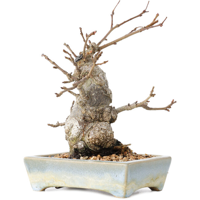 Pourthiaea villosa Decne, 21 cm, ± 20 Jahre alt