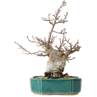 Pourthiaea villosa Decne, 24 cm, ± 20 Jahre alt