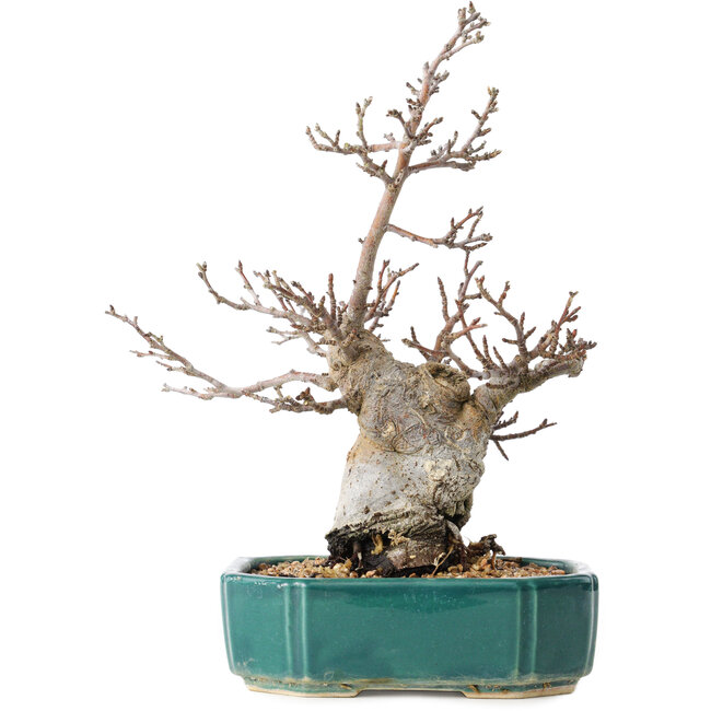 Pourthiaea villosa Decne, 24 cm, ± 20 years old