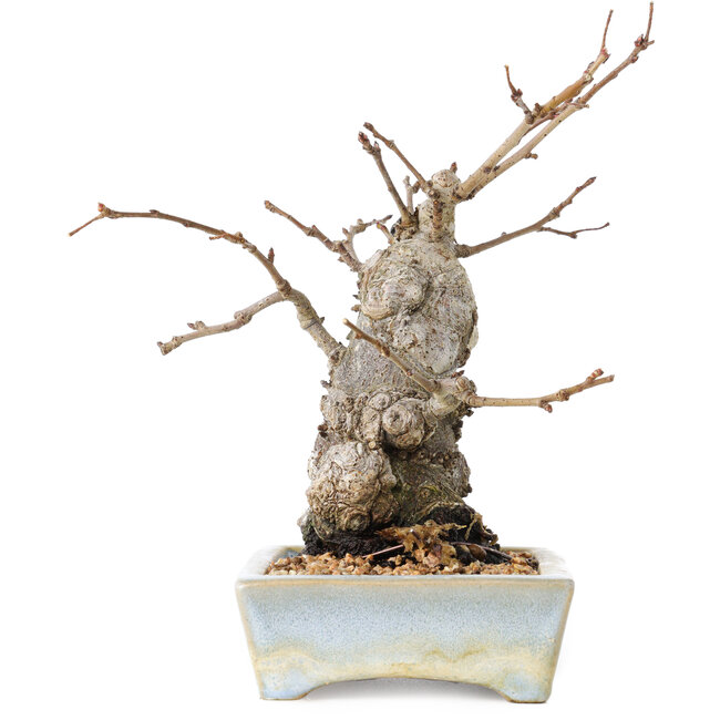 Pourthiaea villosa Decne, 21 cm, ± 20 ans