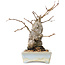 Pourthiaea villosa Decne, 21 cm, ± 20 anni
