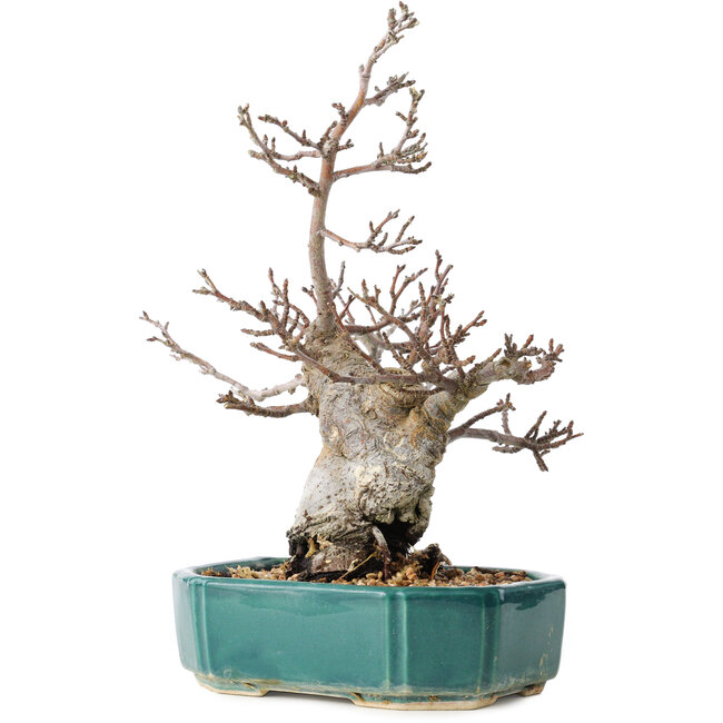 Pourthiaea villosa Decne, 24 cm, ± 20 años