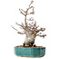 Pourthiaea villosa Decne, 24 cm, ± 20 anni