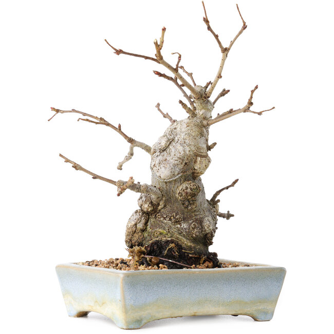 Pourthiaea villosa Decne, 21 cm, ± 20 years old