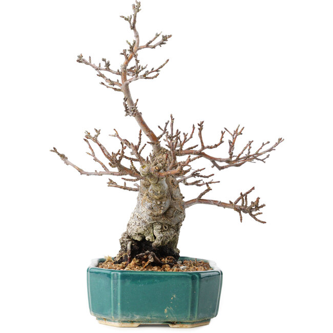 Pourthiaea villosa Decne, 24 cm, ± 20 years old