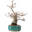 Pourthiaea villosa Decne, 24 cm, ± 20 jaar oud
