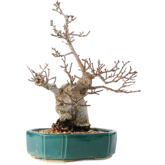 Pourthiaea villosa Decne, 24 cm, ± 20 jaar oud