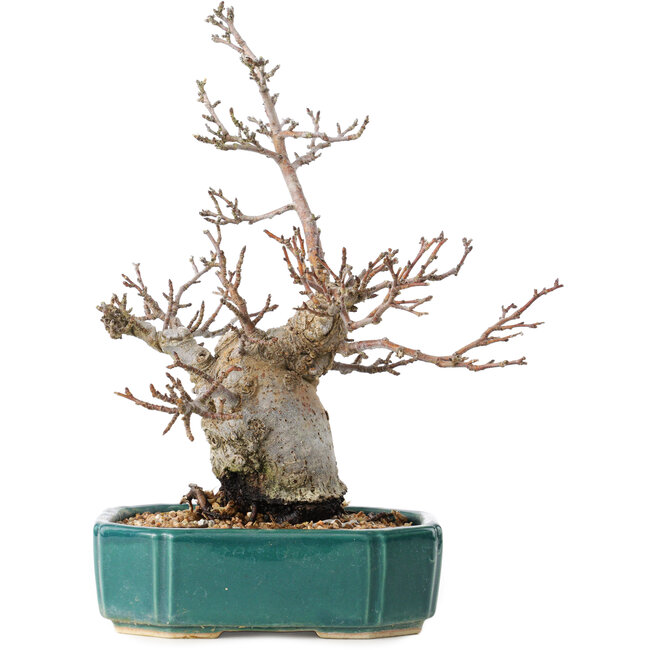 Pourthiaea villosa Decne, 24 cm, ± 20 years old