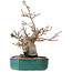 Pourthiaea villosa Decne, 24 cm, ± 20 jaar oud