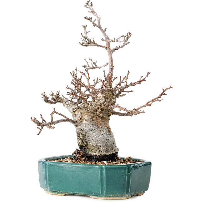 Pourthiaea villosa Decne, 24 cm, ± 20 ans