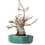 Pourthiaea villosa Decne, 24 cm, ± 20 jaar oud