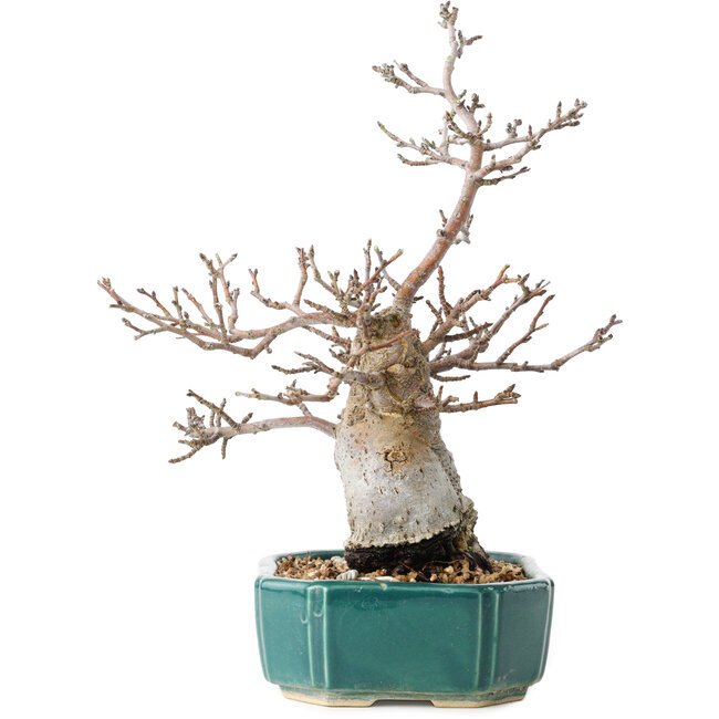 Pourthiaea villosa Decne, 24 cm, ± 20 years old