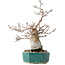 Pourthiaea villosa Decne, 24 cm, ± 20 anni