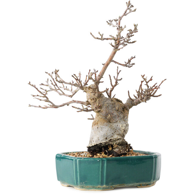 Pourthiaea villosa Decne, 24 cm, ± 20 años