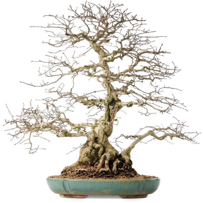 Carpinus coreana, 55 cm, ± 60 Jahre alt, mit einem Nebari von 24 cm