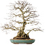Carpinus coreana, 55 cm, ± 60 years old, with a nebari of 24 cm