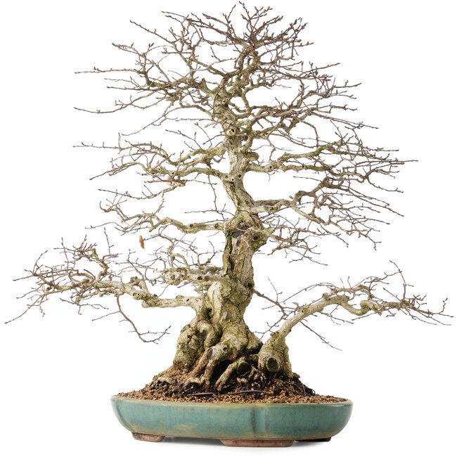 Carpinus coreana, 55 cm, ± 60 Jahre alt, mit einem Nebari von 24 cm