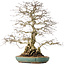 Carpinus coreana, 55 cm, ± 60 anni, con un nebari di 24 cm