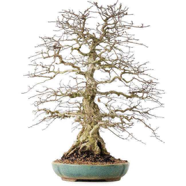 Carpinus coreana, 55 cm, ± 60 años, con un nebari de 24 cm