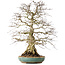 Carpinus coreana, 55 cm, ± 60 anni, con un nebari di 24 cm