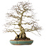 Carpinus coreana, 55 cm, ± 60 anni, con un nebari di 24 cm