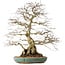 Carpinus coreana, 55 cm, ± 60 años, con un nebari de 24 cm