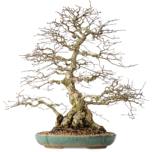 Carpinus coreana, 55 cm, ± 60 años, con un nebari de 24 cm